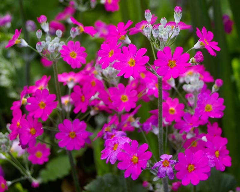 Primula malacoides, this is Royalty Pink