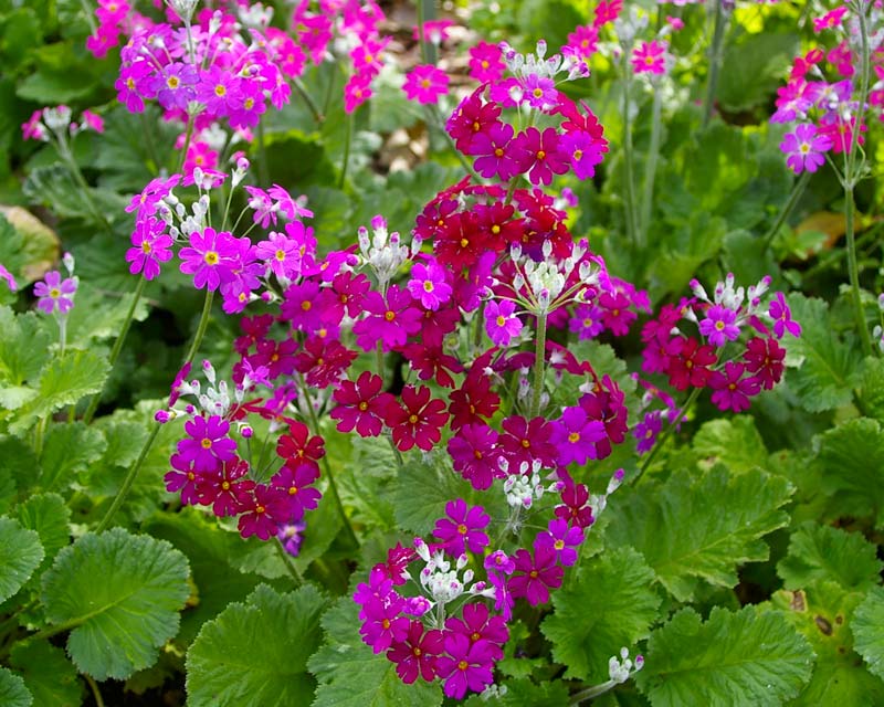 Primula malacoides, Wineglow is the burgundy others are Royalty Pink