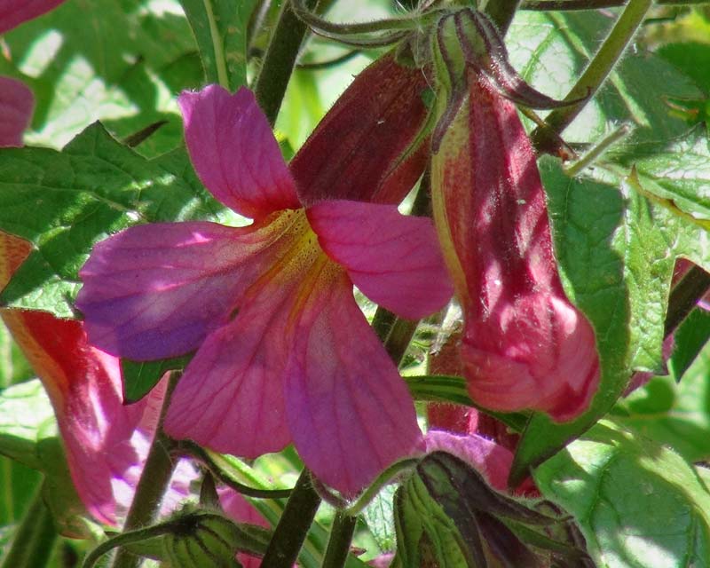 Rehmannia elata - pink trumpet shaped flowers