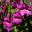 Deep mauve trumpet shaped flowers of Rehmannia Elata
