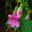 Rehmannia elata - Chinese foxglove. pinkish-purple flowers