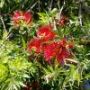 Callistemon viminalis 'Dawson River Weeper' in spring