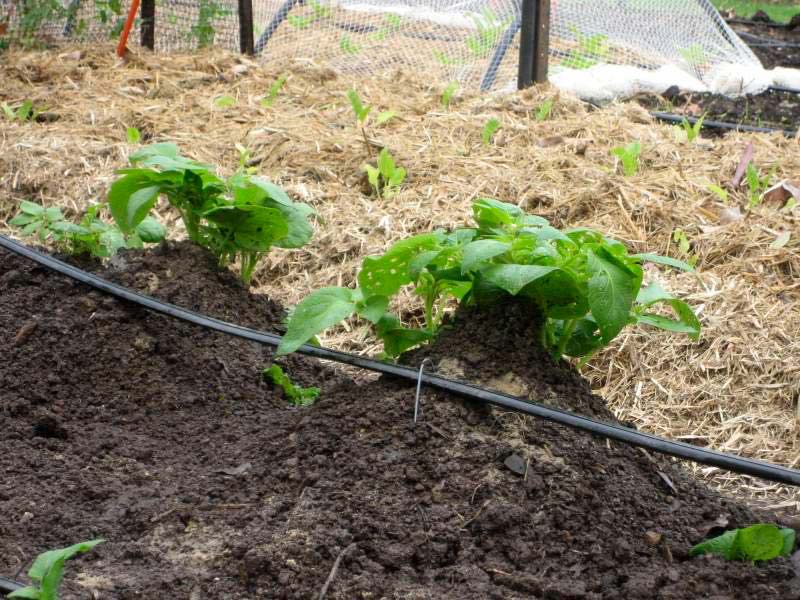 Solanum tuberosum - as the plants grow pile the soil around each plant