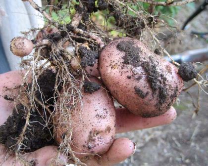 Solanum tuberosum - freshly dug