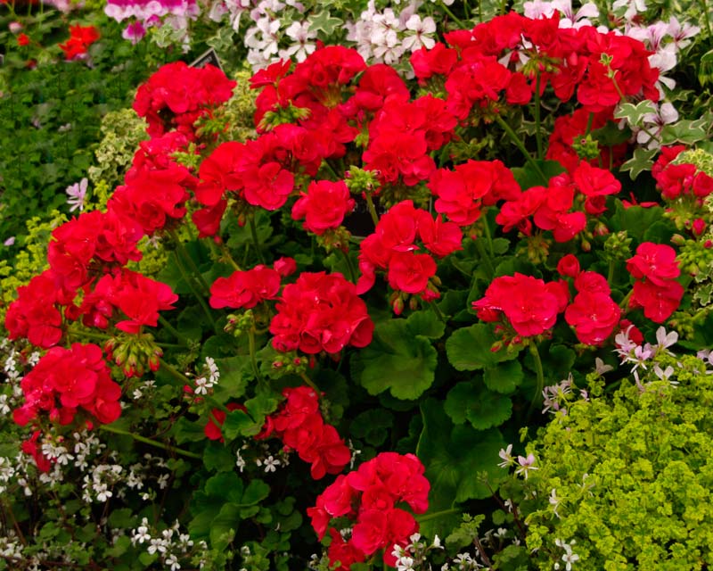 Zonal Pelargonium Bold Beacon has red double flowers