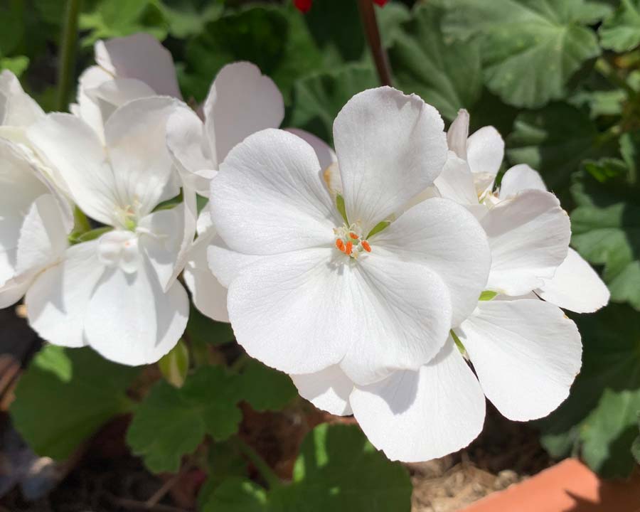 Pelargonium Zonal Hybrid White