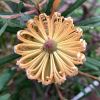 Banksia spinulosa - they can be quite variable in colouring, this one is unusual.