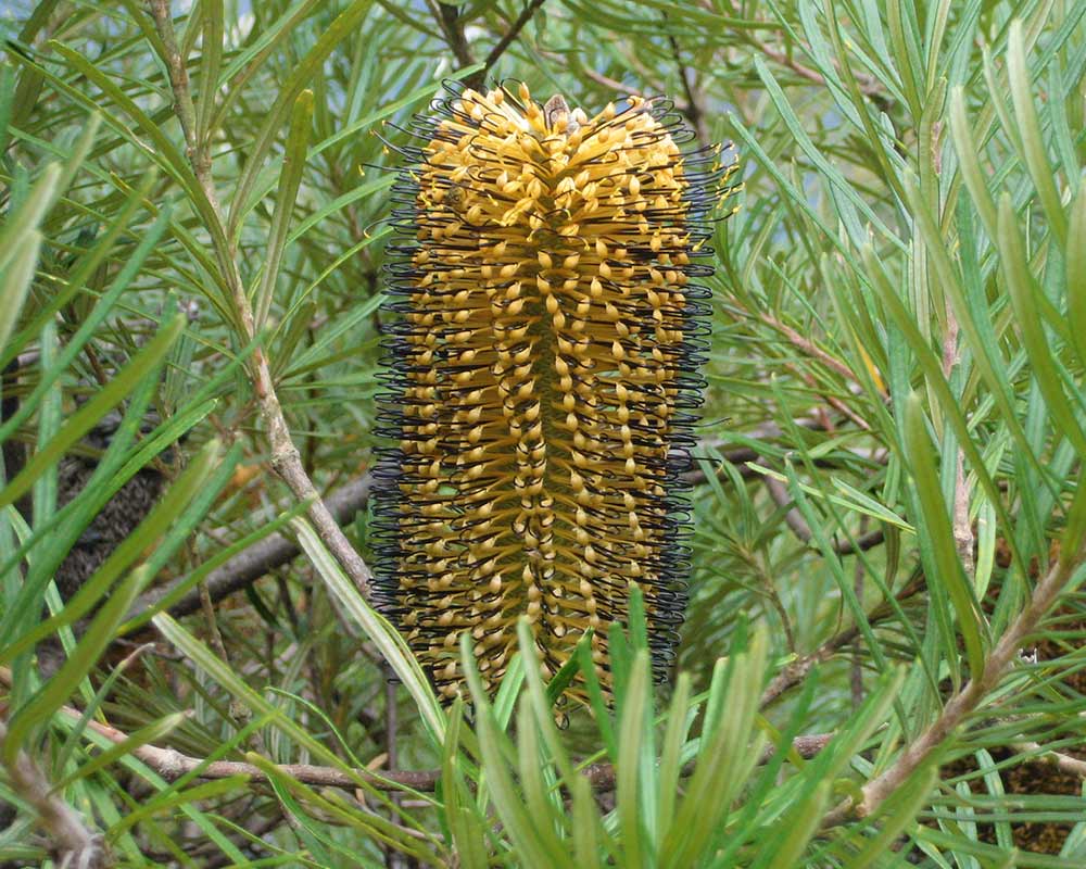 Banksia spinulosa. Hairpin banksia
