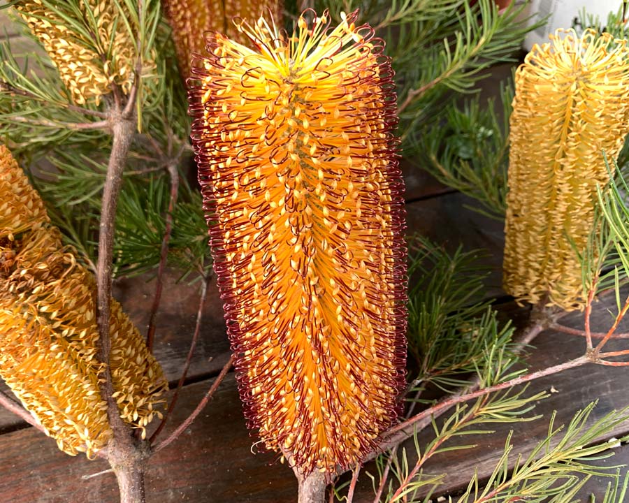 Banksia spinulosa, Hairpin Banksia