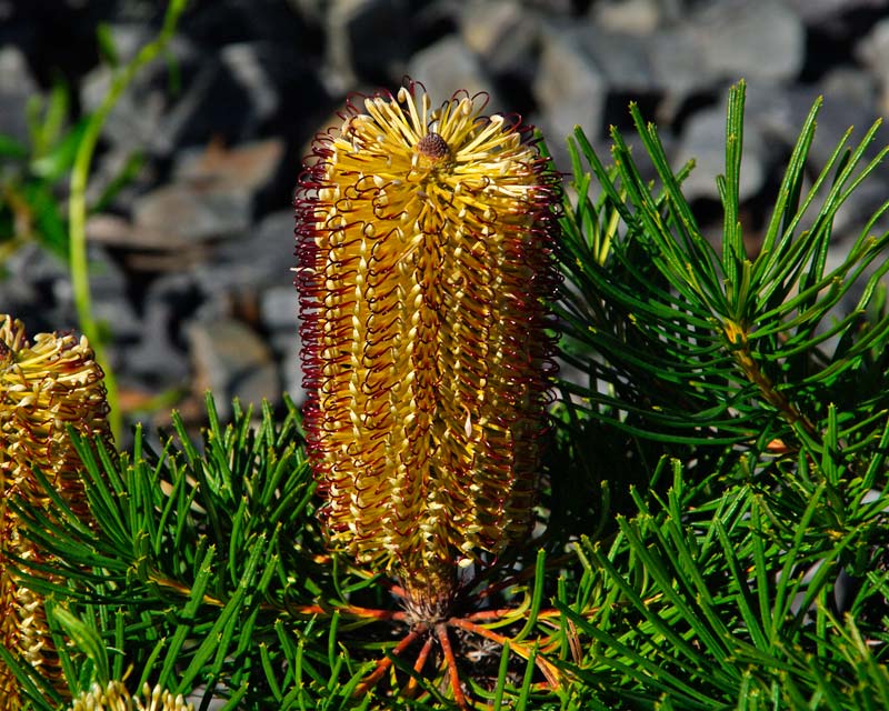 Banksia spinulosa cone