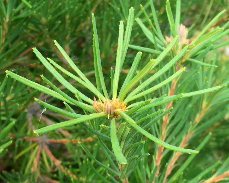 The narrow leaves of Banksia spinulosa tend to be slightly serrated towards the tip.