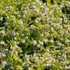 Coleonema pulchellum Aurea - laden with flowers in spring