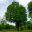 Quercus rubra - grows into a massive tree - Kew Gardens