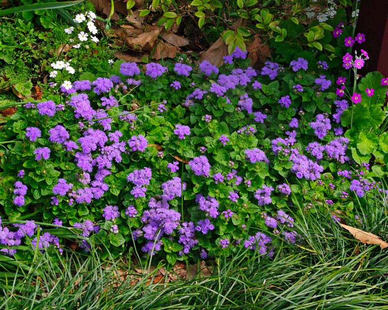 Soft fluffy blue- mauve flowers - The Floss Flower - Ageratum houstonianum