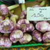 Allium sativa - South of France