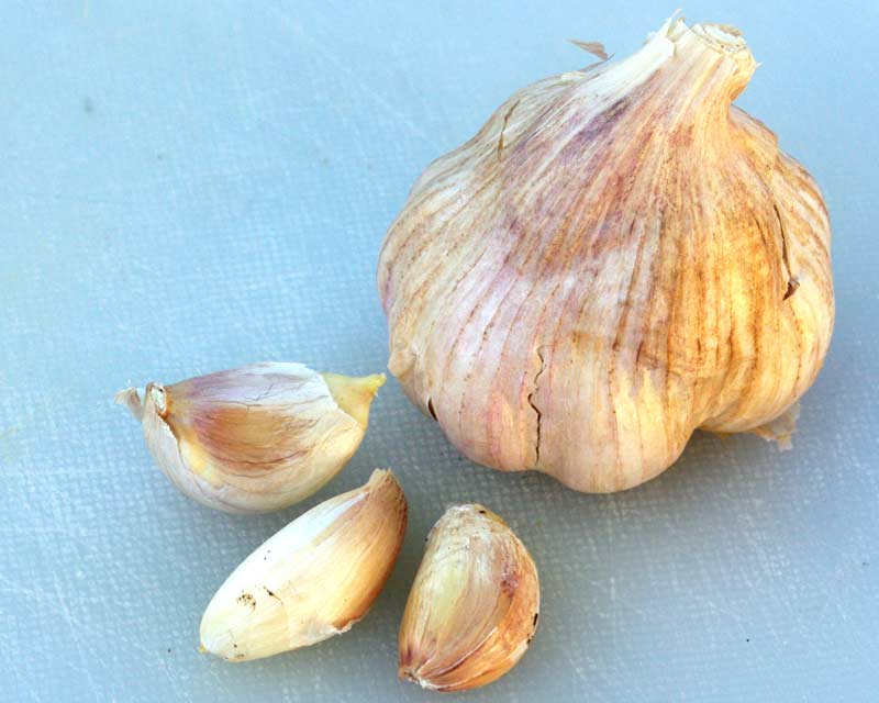 Allium sativum, a garlic clove