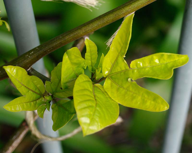 Passiflora edulis foliage