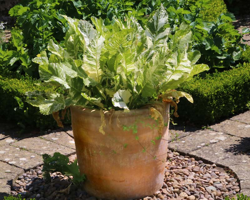 Armoracia rusticana Variegata, goes well in pots to contain root spread