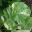 Armoracia rusticana, Horseradish - this is a variegated variety