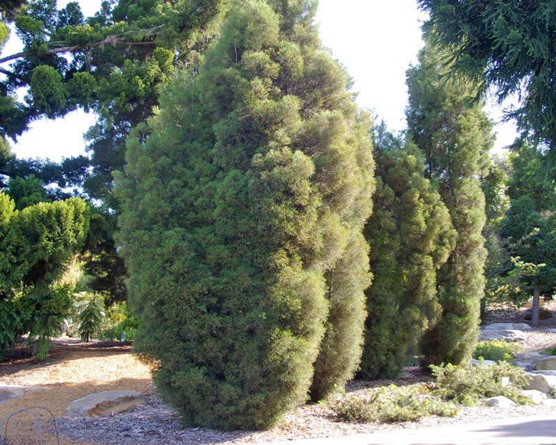 Callitris columellaris - Sand Cyress or Bribie Island Pine