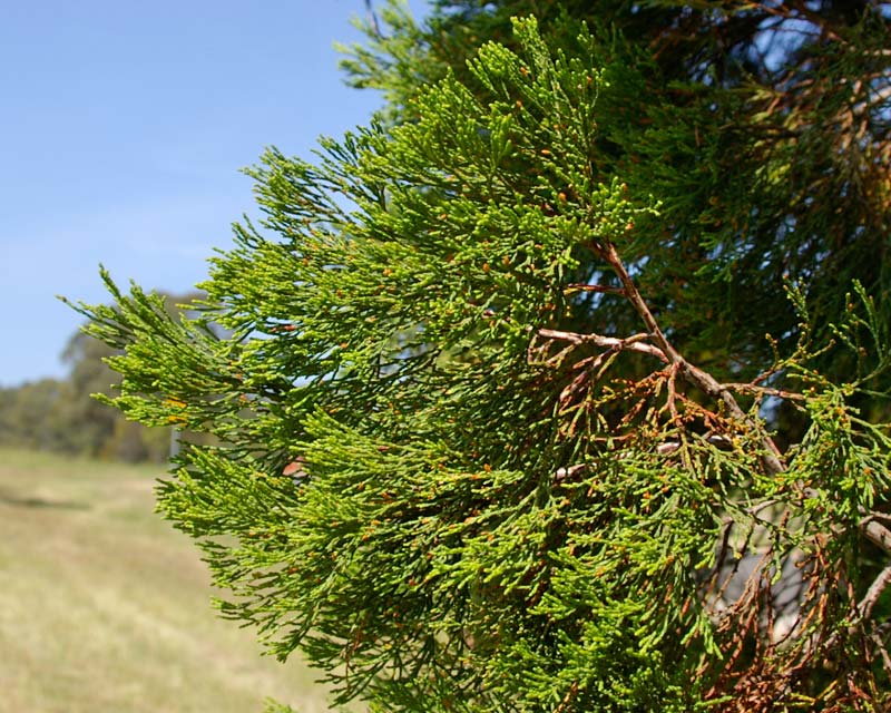 Callitris columellaris - Sand Cyress or Bribie Island Pine - foliage