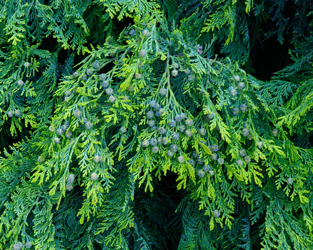 Chamaecyparis lawsoniana. Thick and attractive foliage