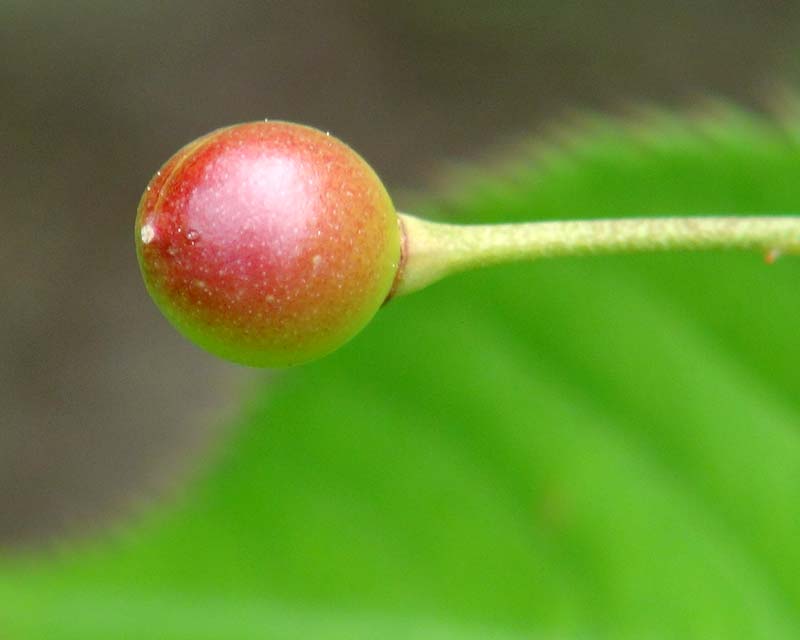 The fruit of the flowering cherry - Prunus Serrulata Huphensis