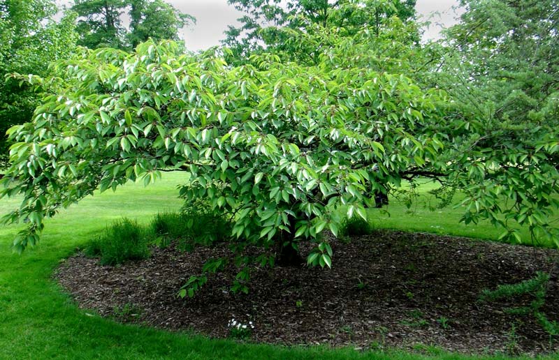 Prunus serrulata Huphensis - low spreading tree