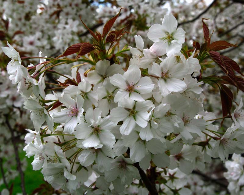 The white flowers of Prunus 'Taki Nioi'
