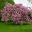 The pink blossom of Prunus 'Kanzan' - Kew Gardens