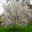 The white blossom of Prunus serrulata Taki nioi - Kew Gardens