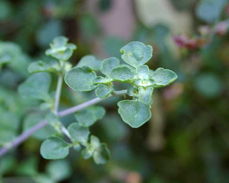 Prostanthera rotundifolia, the Round Leafed Mint Bush