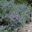 Prostanthera rotundifolia, the Round Leafed Mint Bush