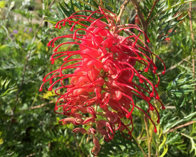 Grevillea Superb - flower similar to Robyn Gordon but more orangey red