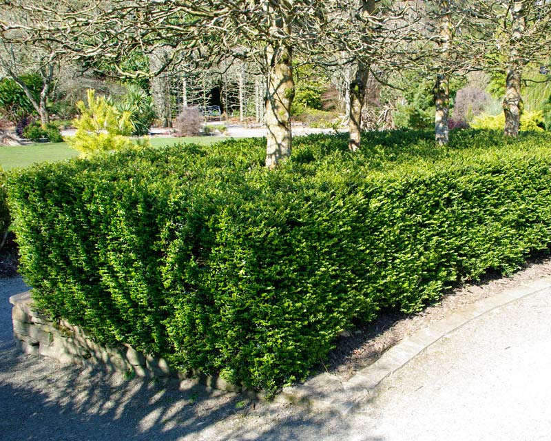 Lonicera nitida as a low hedge