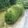 Lonicera nitida, also good for fun topiary