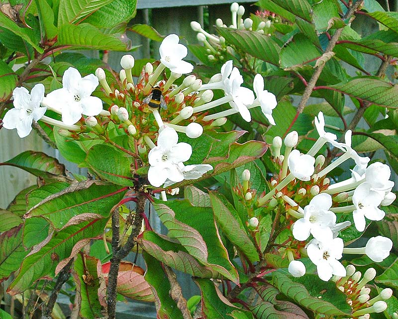 Luculia grandifolia - clusters of white trumpet shaped flowers - photo by Moriori