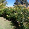 Grevillea x Honey Gem - makes a very showy hedge
