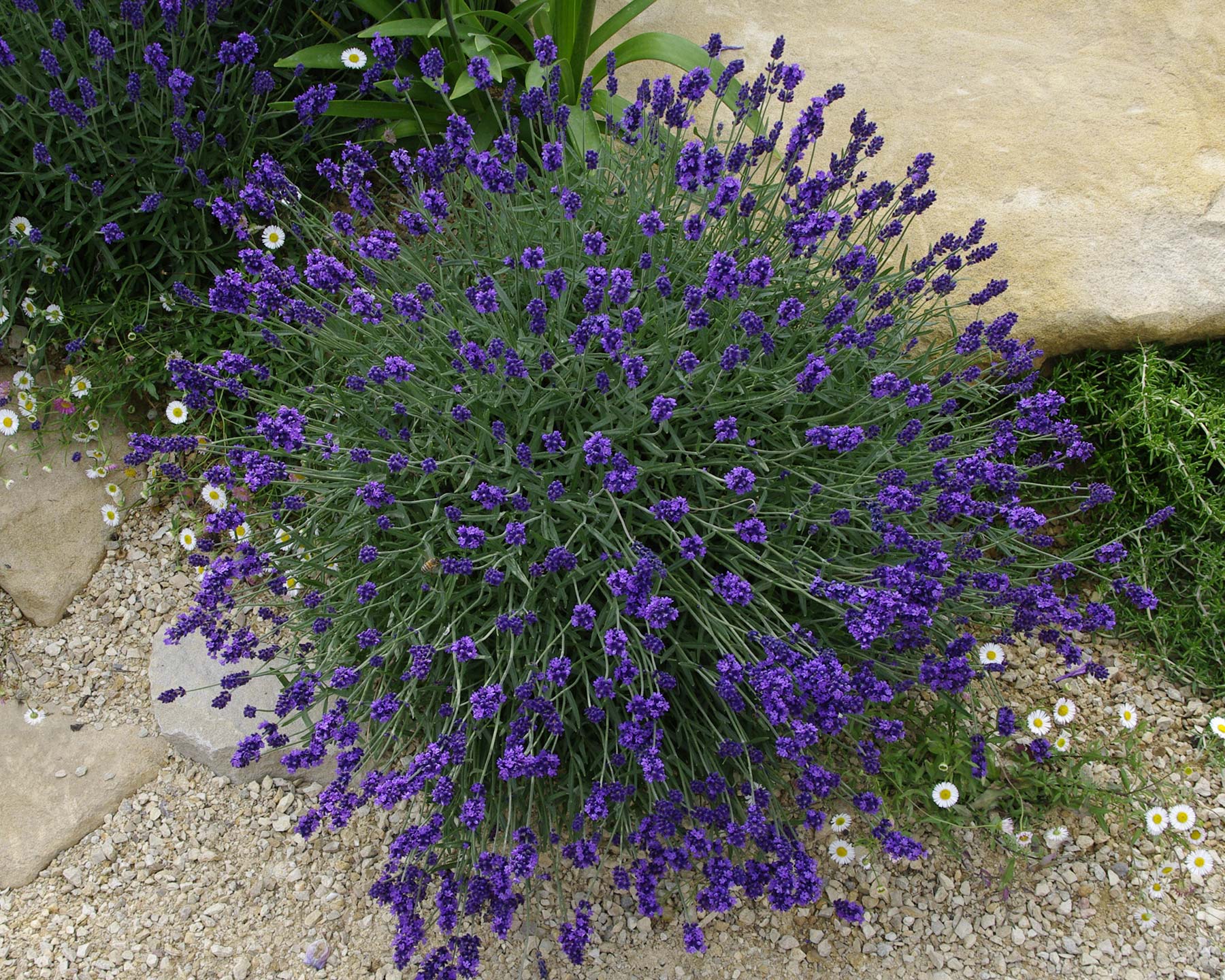 Lavandula angustifolia, English Lavender