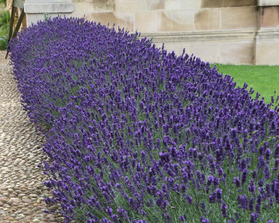 Lavandula angustifolia, English Lavender seen in the most English of places, Kings College, Cambridge gardens.