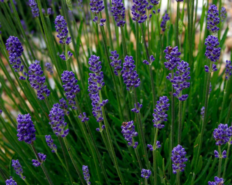 Lavandula angustifolia, this is a very neat and compact hybrid - Coconut Ice