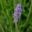 Lavandula angustifolia, this is a very neat and compact hybrid - Coconut Ice