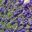 Lavandula angustifolia cultivar