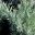 Linear grey leaves of Lavandula angustifolia
