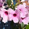 Pandorea Jasminoides  Pink trumpet shaped flowers with deep pink throats