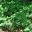 Polygonatum odoratum grows in cool woodland conditions