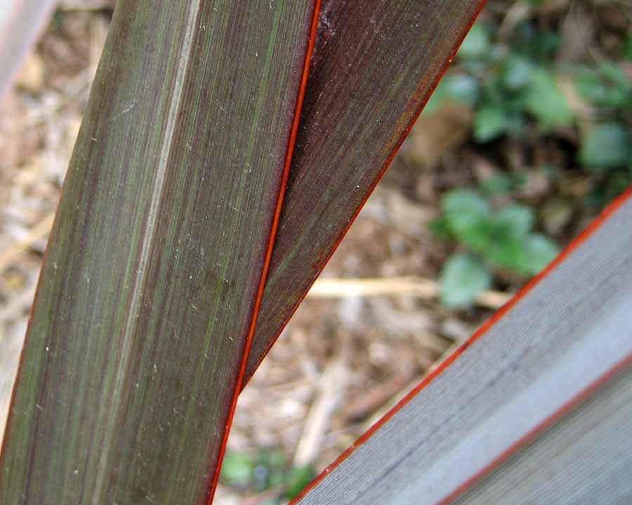 Phormium 'Anna's Red' - strap-like leaves that are purple-black in colour with a red margin