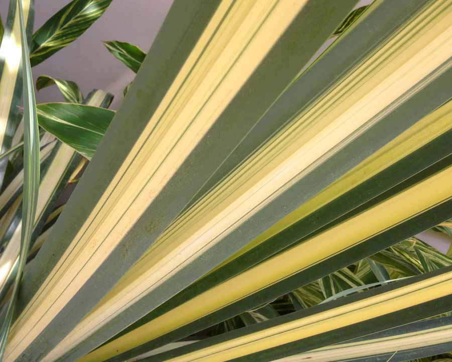 Phormium 'Cream Delight' - strap-like leaves with cream and green stripes