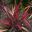 Phormium 'Evening Glow' Bright red leaves with dark bronze borders. Mature height 1.5m