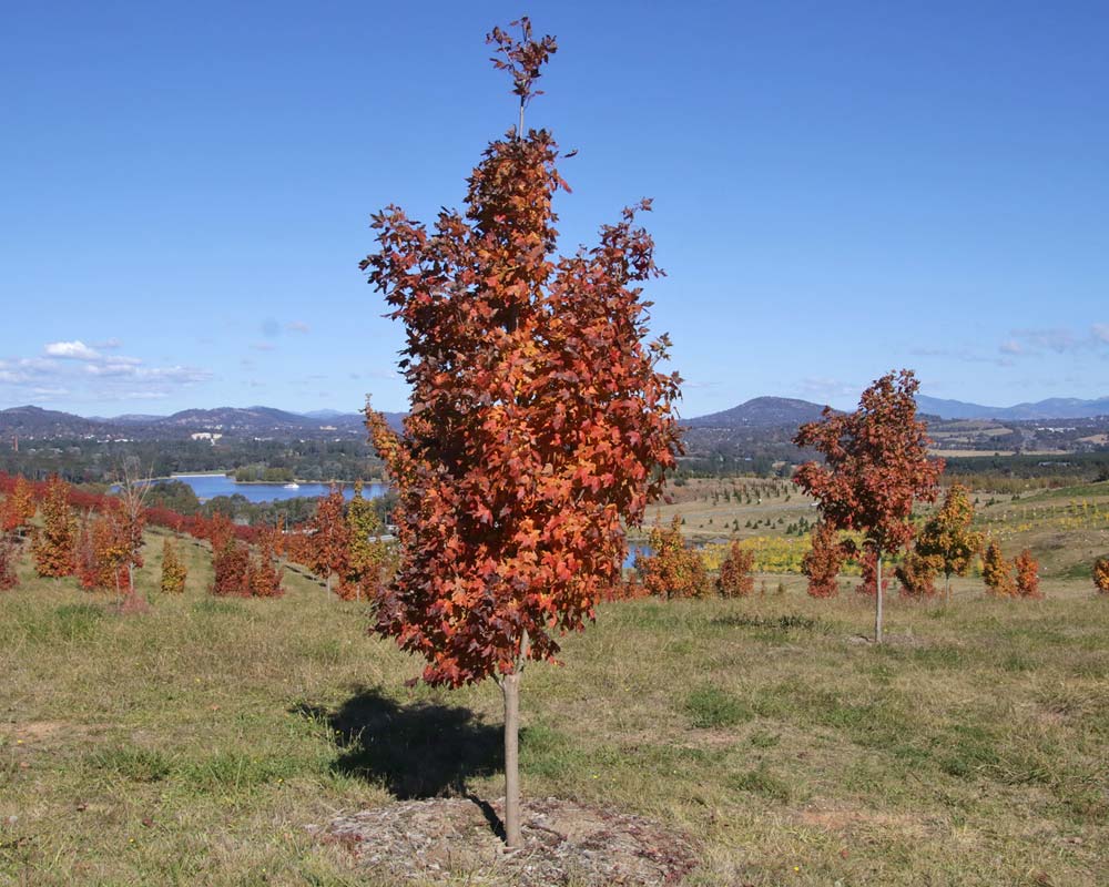 Acer saccharum - Sugar Maple, National Arboretum, Canberra